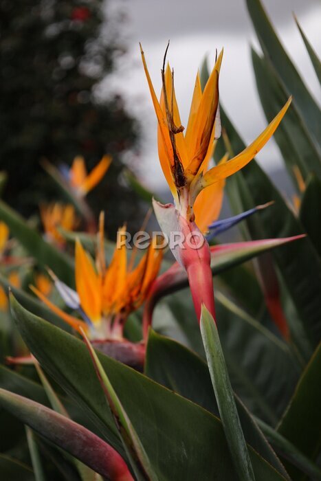 Papier peint  Imponujące, wielobarwne kwiaty strelicji, rajskiego ptaka rosnące na pięknej zielonej Maderze. Impressive, multi-colored flowers of strelitzia, a bird of paradise, growing in the beautiful Madeira.