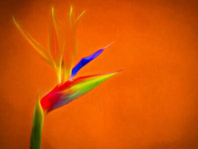 Papier peint  Impression de peinture de la fleur de l'oiseau du paradis (Strelitzia reginae) poussant dans les îles Canaries, en Espagne