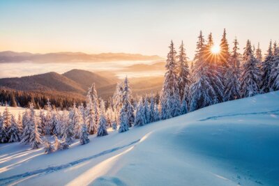 Papier peint  Impressive winter morning in Carpathian mountains with snow covered fir trees. Colorful outdoor scene, Happy New Year celebration concept. Artistic style post processed photo.