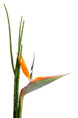 Papier peint  Indigène plante à feuilles persistantes décorative d'un Reginae Strelitzia et le roseau, fleur de grue ou d'un oiseau de paradis, isolé sur fond blanc