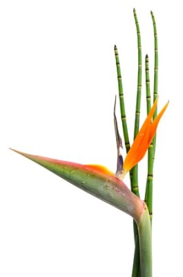 Papier peint  Indigène plante à feuilles persistantes décorative d'un Reginae Strelitzia et le roseau, fleur de grue ou d'un oiseau de paradis, isolé sur fond blanc