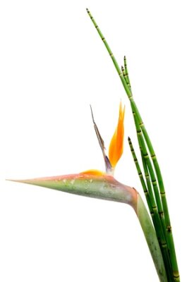 Papier peint  Indigenous decorative evergreen plant of a Strelitzia Reginae and reed, crane flower or bird of paradise, isolated on white background