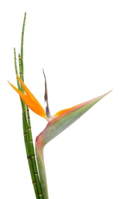 Papier peint  Indigenous decorative evergreen plant of a Strelitzia Reginae and reed, crane flower or bird of paradise, isolated on white background