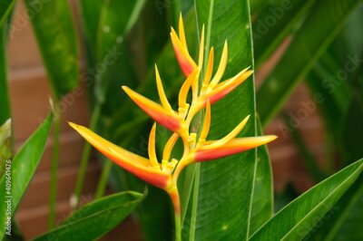 Papier peint  Indonesia Bali - Ubud Crane flower or Bird of paradise - Strelitzia reginae