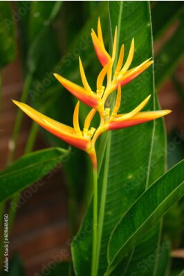 Papier peint  Indonesia Bali - Ubud Crane flower or Bird of paradise - Strelitzia reginae