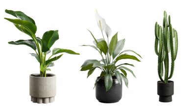 Papier peint  Indoor Exotic Potted Plants Alpha Strelitzia Cactus Peace Lily