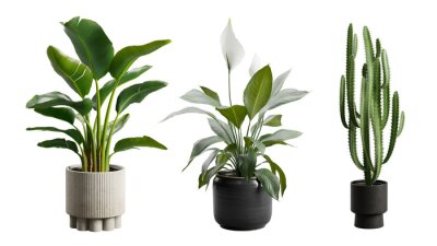 Papier peint  Indoor Exotic Potted Plants Alpha Strelitzia Cactus Peace Lily