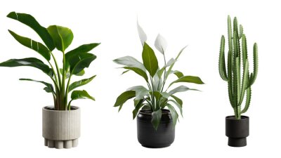 Papier peint  Indoor Exotic Potted Plants Alpha Strelitzia Cactus Peace Lily