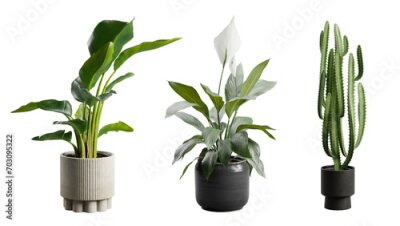 Papier peint  Indoor Exotic Potted Plants Alpha Strelitzia Cactus Peace Lily