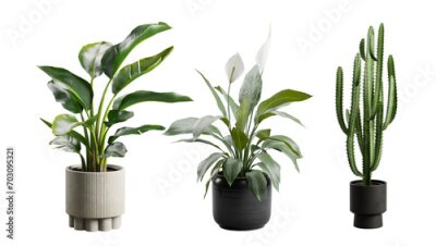 Papier peint  Indoor Exotic Potted Plants Alpha Strelitzia Cactus Peace Lily