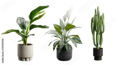 Papier peint  Indoor Exotic Potted Plants Alpha Strelitzia Cactus Peace Lily