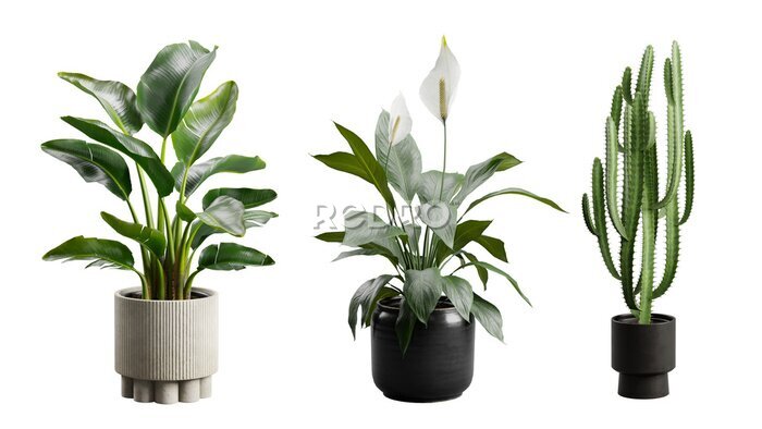 Papier peint  Indoor Exotic Potted Plants Alpha Strelitzia Cactus Peace Lily