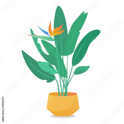 Papier peint  Indoor exotic tropical plant in a pot Strelitzia for decoration home or office.  Flat cartoon detailed vector stock illustration. Isolated on white background.
