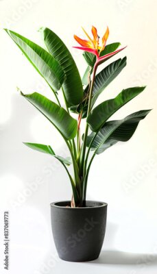 Papier peint  Indoor flowers strelitzia in a clay pot on a white background