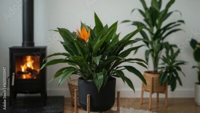 Papier peint  Indoor Strelitzia nicolai plant showcased on a stand with a cozy metal fireplace