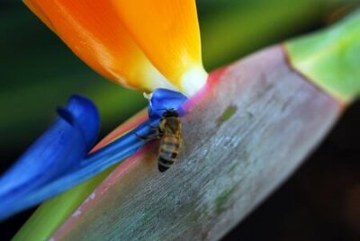 Papier peint  Insect feeding on Flower Bird Of Paradise Strelitzia reginae