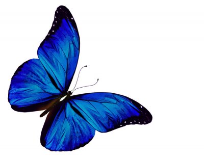 Papier peint  Insecte subtil bleu foncé