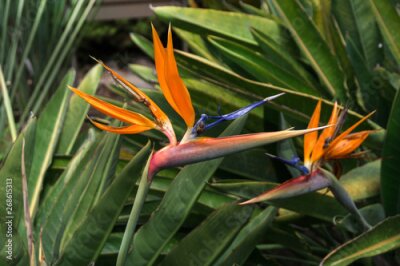Papier peint  Insects on strelitzia in botanical garden