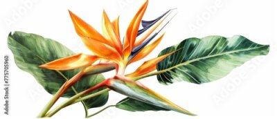 Papier peint  Isolated bird of paradise flower, strelitzia, on white background, botanical illustration