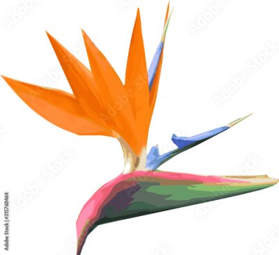 Papier peint  Isolated flower of little bird flower or Strelitzia reginae. Background, illustration or digital paper with spring design. EPS 8 vector