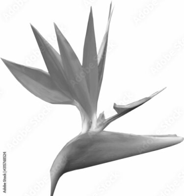 Papier peint  Isolated flower of little bird flower or Strelitzia reginae in white, gray and black. Background, illustration or digital paper with spring design. EPS 8 vector