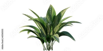 Papier peint  isolated, plant bushes Strelitzia-nicolai, best for ground cover, best use for foreground, best use for post pro render., best use for landscape design.