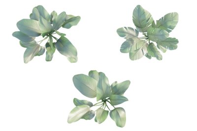 Papier peint  isolated plant top view, best use for landscape design.