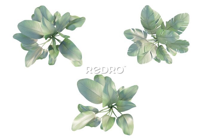 Papier peint  isolated plant top view, best use for landscape design.
