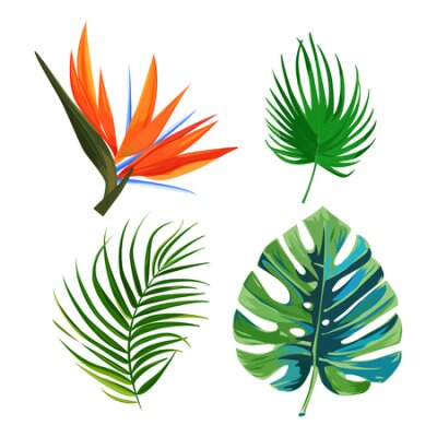 Papier peint  Isolated plants on white background. Palm leaves, flower bird of paradise strelitzia and monstera leaf.