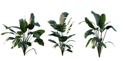 Papier peint  isolated strelitzia plant, best use for landscape design, best use for post production render.