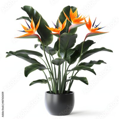 Papier peint  isolated strelitzia plant, best use for landscape design, best use for post production render isolated on white background, simple style, png