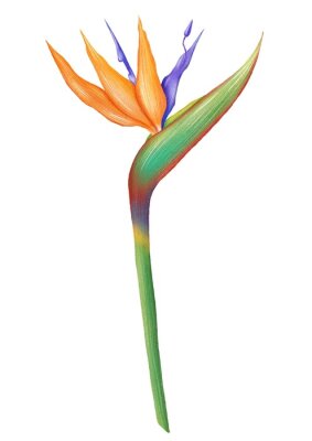 Papier peint  Isolated tropical flowers digital illustration. Strelitzia flower. Tropical bird of  paradise flower clipart.