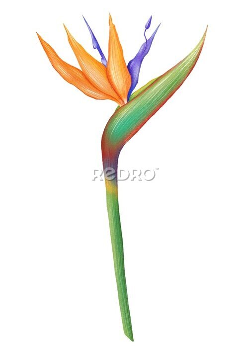 Papier peint  Isolated tropical flowers digital illustration. Strelitzia flower. Tropical bird of  paradise flower clipart.