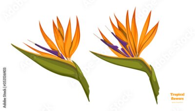 Papier peint  Isolated tropical flowers. Strelitzia image. Design elements. Exotic bud. Orange floral plant in cartoon style. Jungle flora on white background