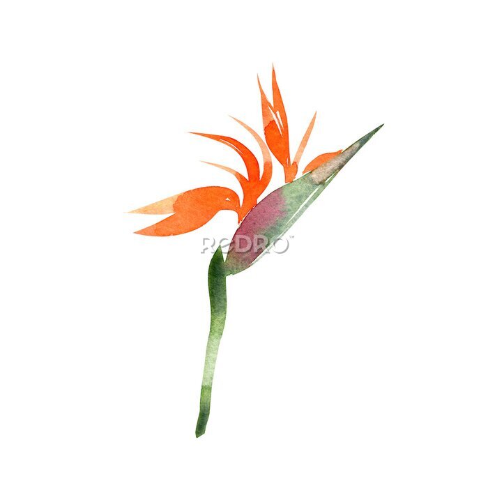 Papier peint  Isolated watercolor illustration of an orange strelitzia flower on a white background. Element for designers. For cards, banners, wedding invitations, frames, prints.