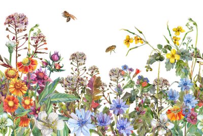 Papier peint  Jante sans couture. Bordure aux herbes et fleurs sauvages, feuilles. Illustration colorée botanique sur fond blanc. Composition d'été avec des abeilles. Dessin à l'aquarelle