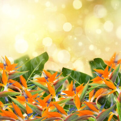 Papier peint  jardin avec strelitzia (oiseau de paradize) fleurs