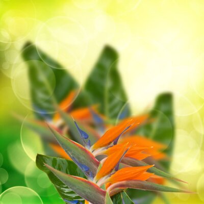 Papier peint  jardin avec strelitzia (oiseau de paradize) fleurs sur fond jaune bokeh