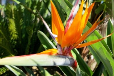 Papier peint  Jaune et orange Strelitzia, oiseau de paradis de fleurs