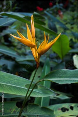 Papier peint  Jaune Strelitzia - oiseau de paradis fleur - exotique fleurs exotiques - pluie forêt plantes - végétation de forêt tropicale