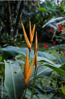 Papier peint  Jaune Strelitzia - oiseau de paradis fleur - exotique fleurs exotiques - pluie forêt plantes - végétation de forêt tropicale