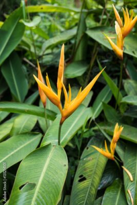 Papier peint  Jaune Strelitzia - oiseau de paradis fleur - exotique fleurs exotiques - pluie forêt plantes - végétation de forêt tropicale