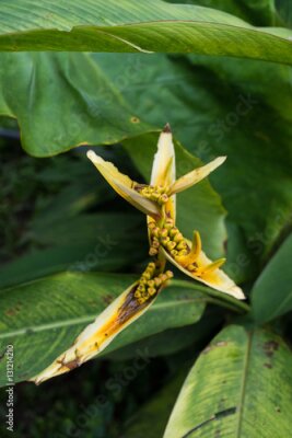 Papier peint  Jaune Strelitzia - oiseau de paradis fleur - exotique fleurs exotiques - pluie forêt plantes - végétation de forêt tropicale