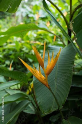 Papier peint  Jaune Strelitzia - oiseau de paradis fleur - exotique fleurs exotiques - pluie forêt plantes - végétation de forêt tropicale