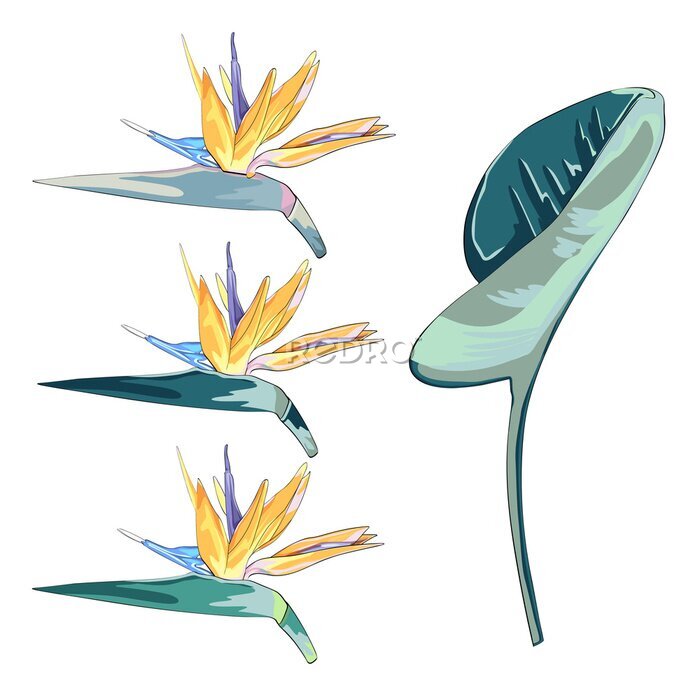 Papier peint  Jeu d'illustration de fleurs Strelitzia isolé sur blanc. Feuilles vertes, collection de dessins réalistes de fleur d'oranger.