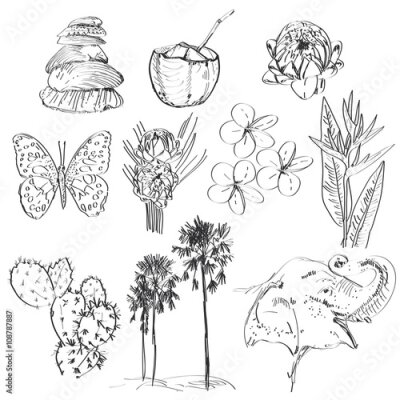 Papier peint  Jeu de croquis Strelitzia, plumeria, lotus, éléphant, palmier, noix de coco, cactus, papillons et coquillages. vecteur