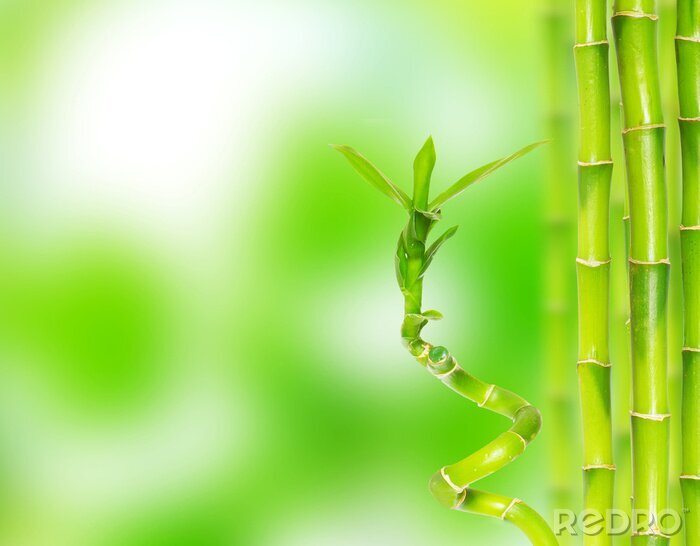 Papier peint  Jeune bambou sur fond vert