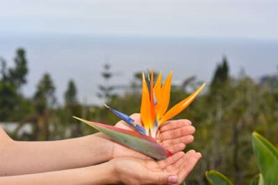 Papier peint  Jeune femme avec une fleur de Strelitzia sur l'île de Madère