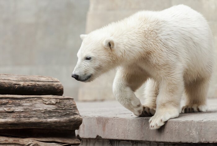 Papier peint  Jeune ours polaire sur un tronc d'arbre