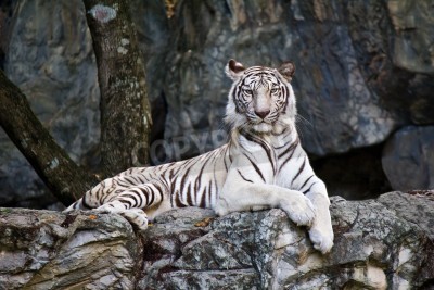 Papier peint  Jeune tigre au repos sur un rocher